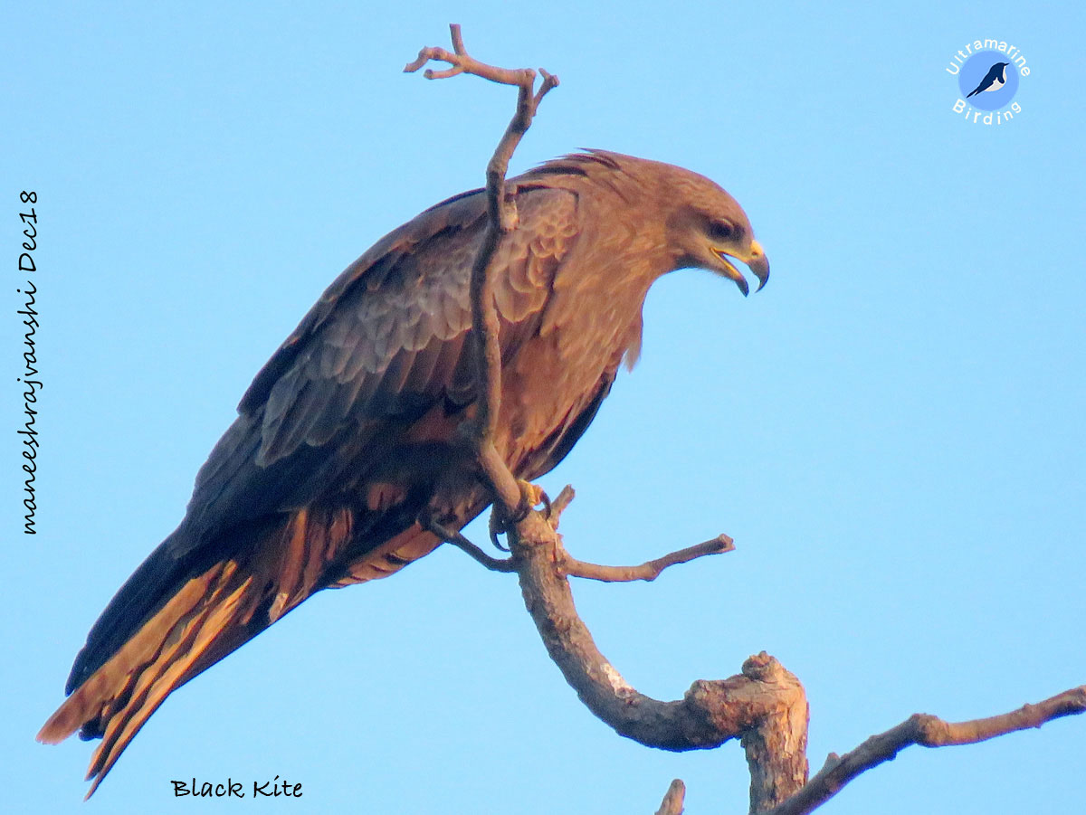 Black-Kite