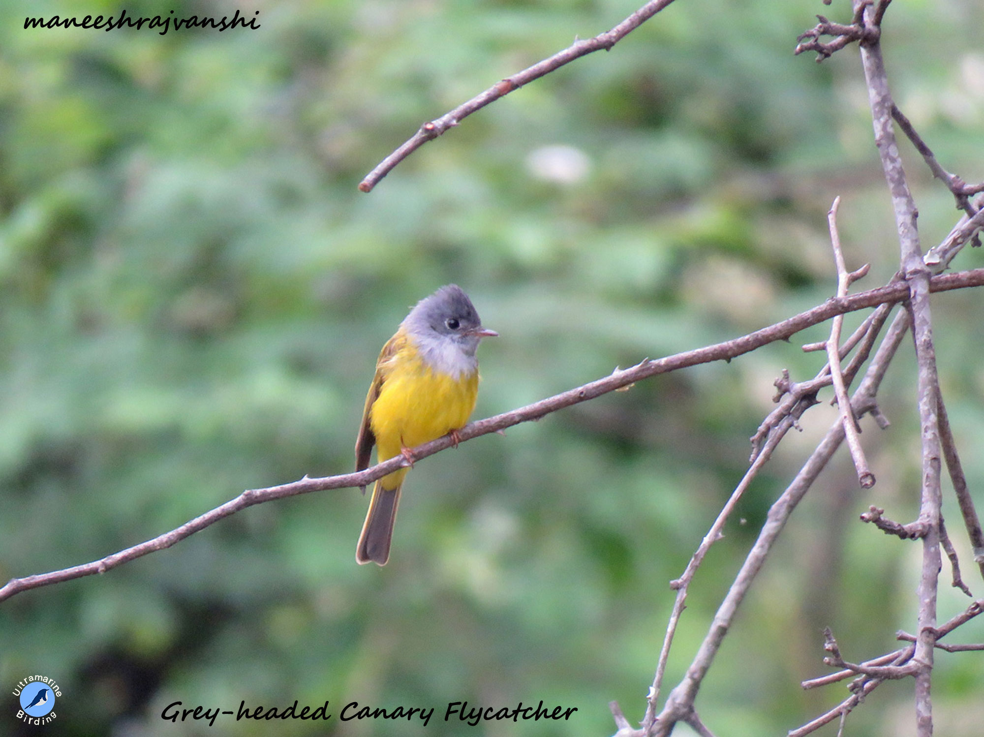 Canary-Flycatcher