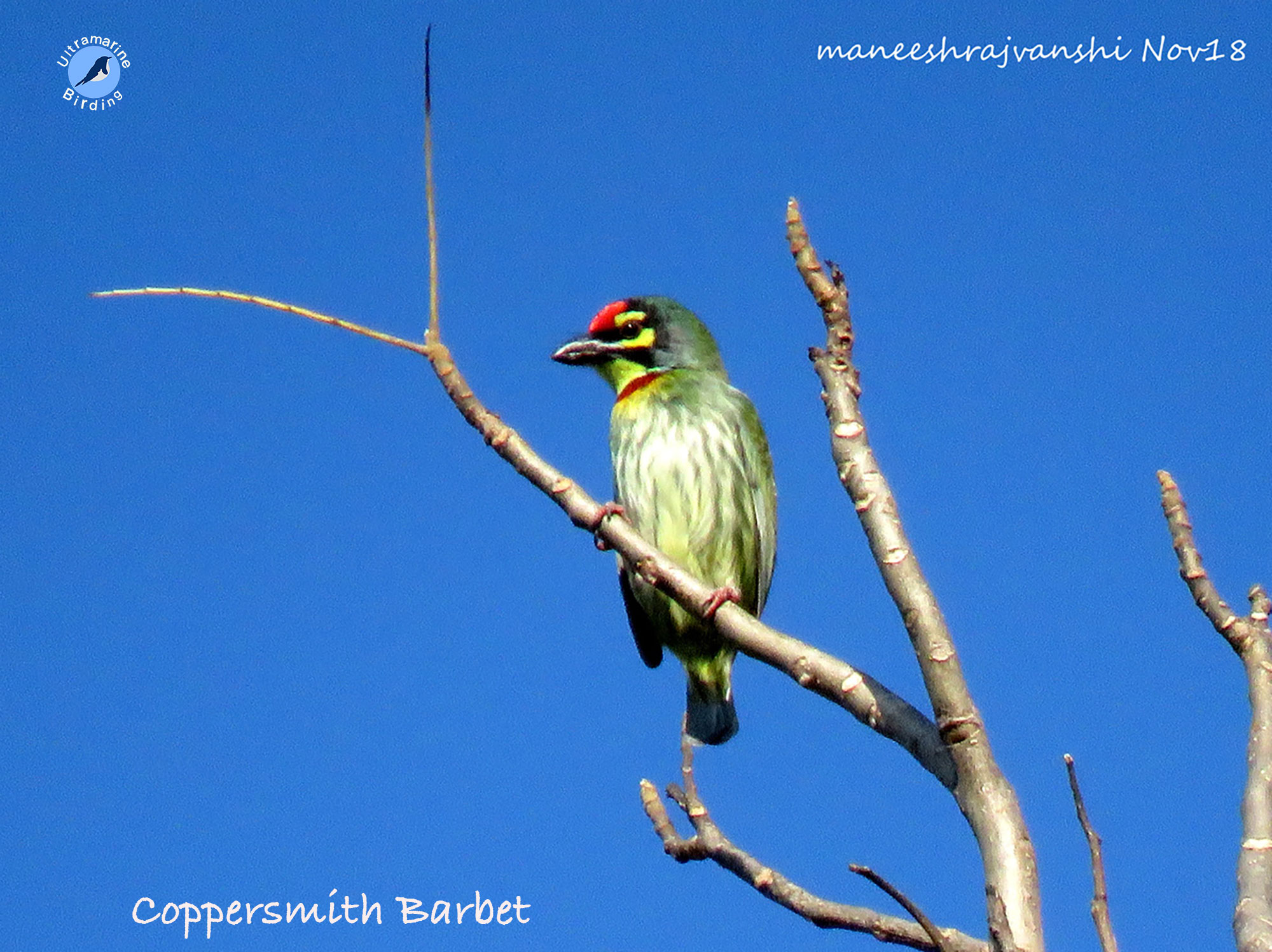 Coppersmith Barbet