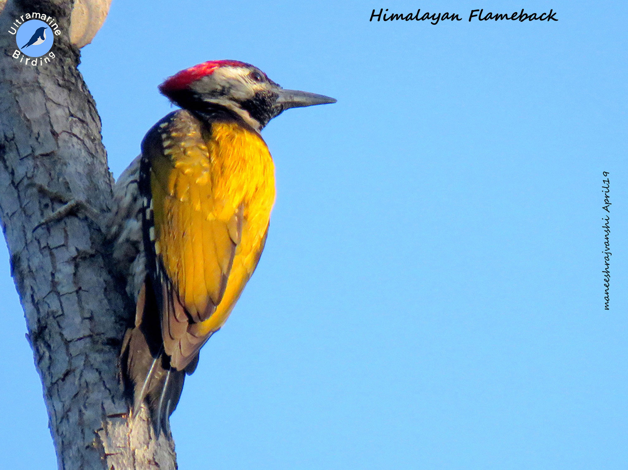 Flameback