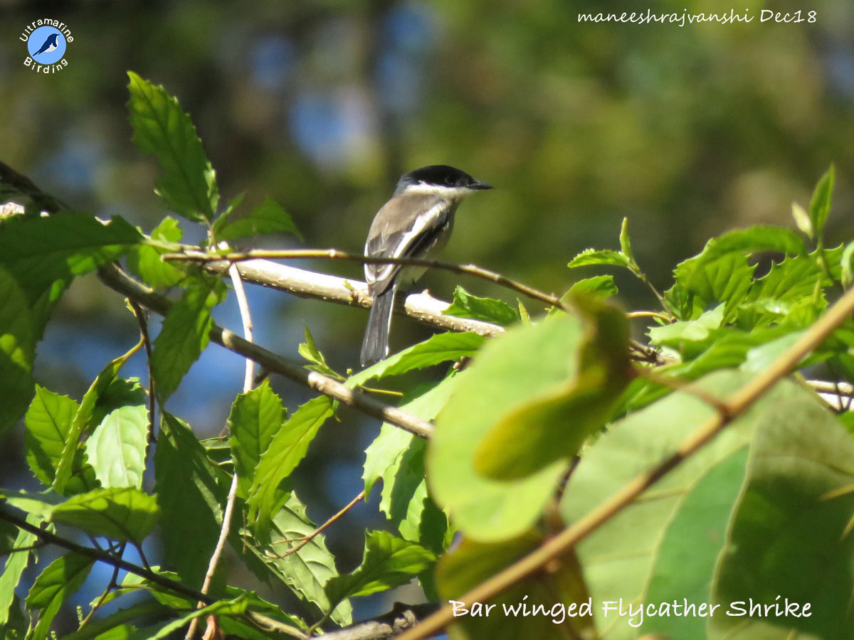 Flycatcher