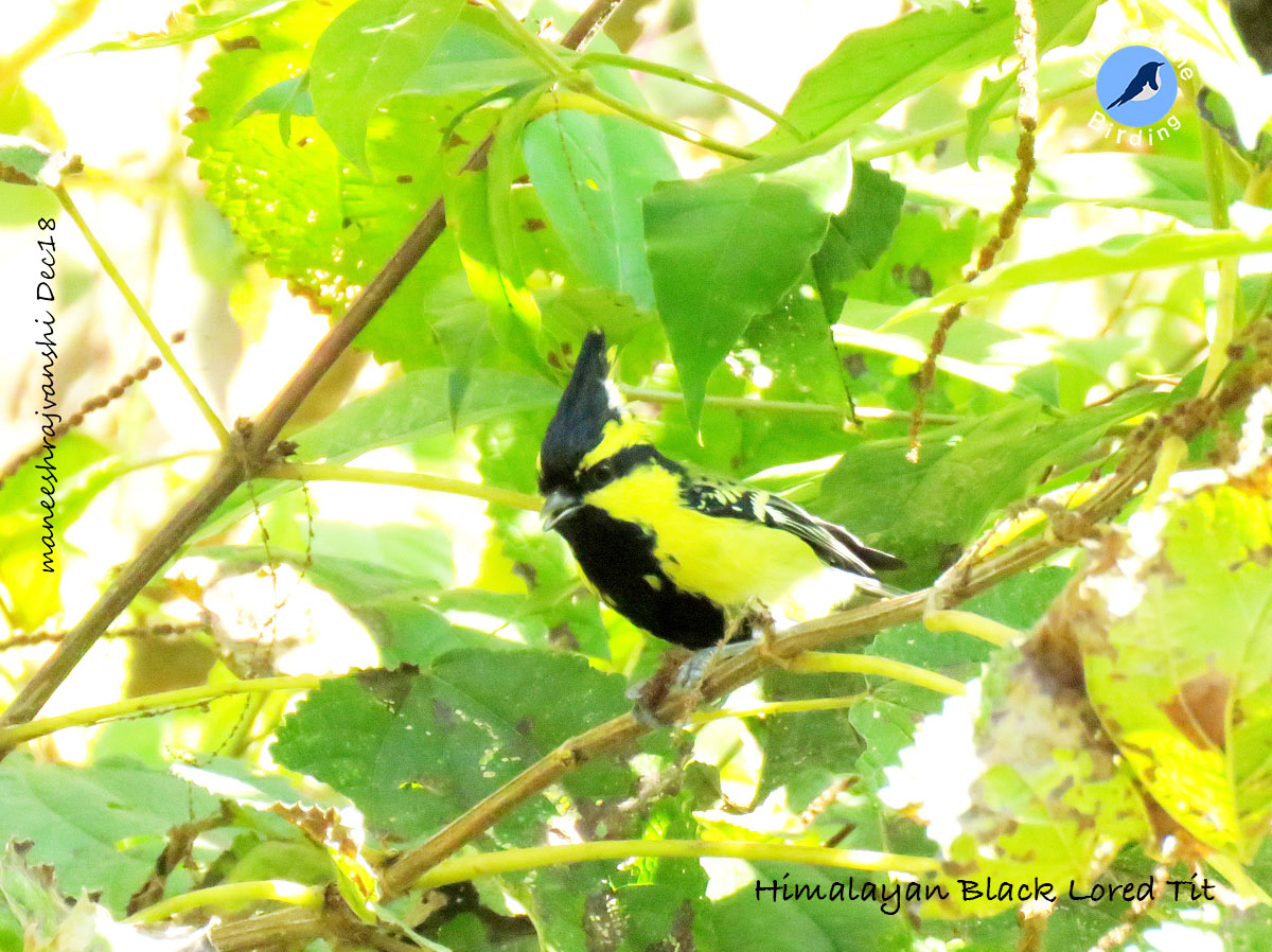 Himalayan-Black-lored