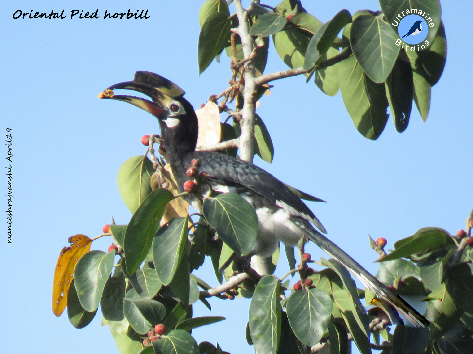 Hornbill