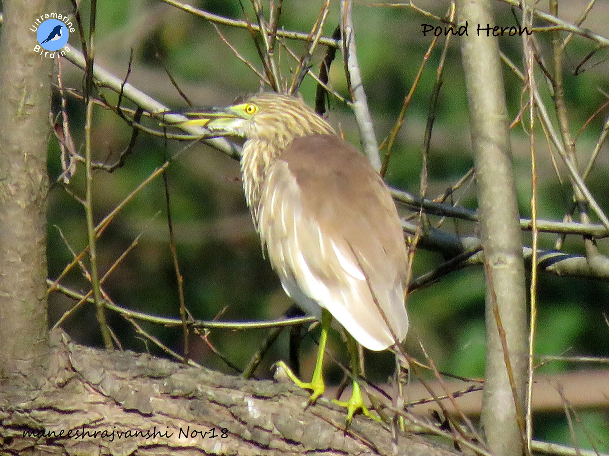 Pond-Heron