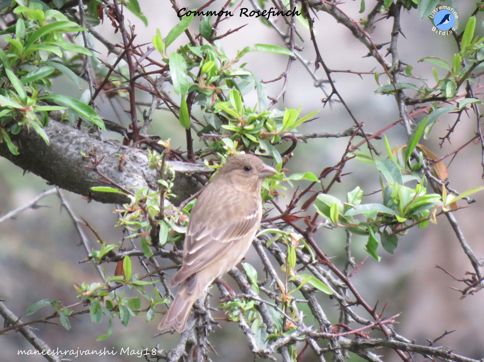 Rosefinch-Female