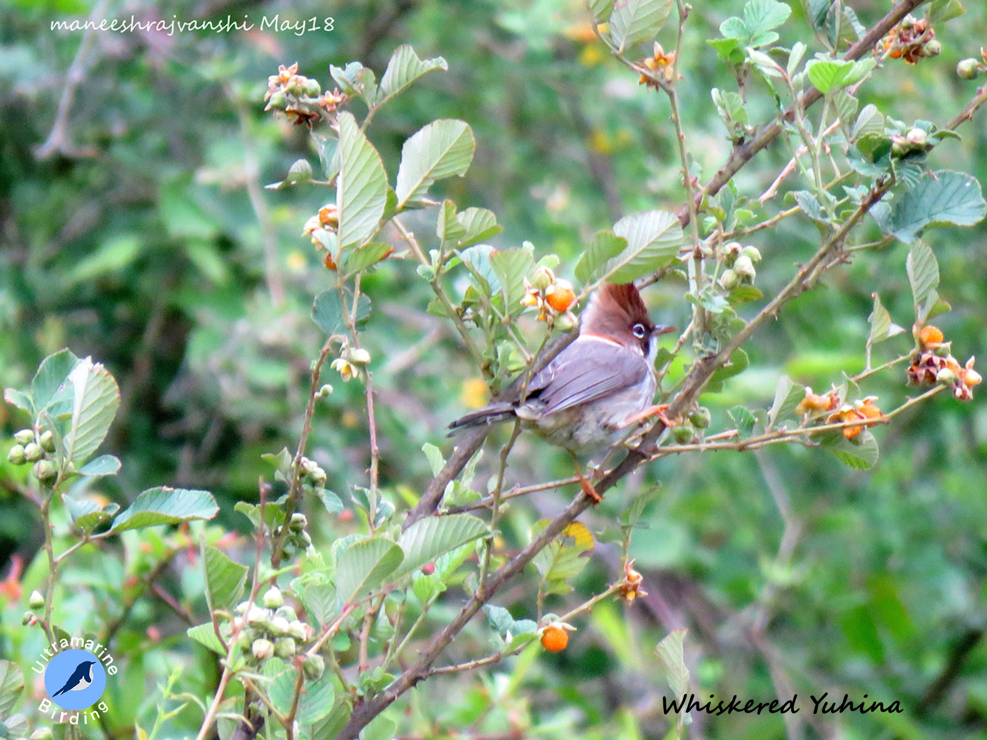 Yuhina