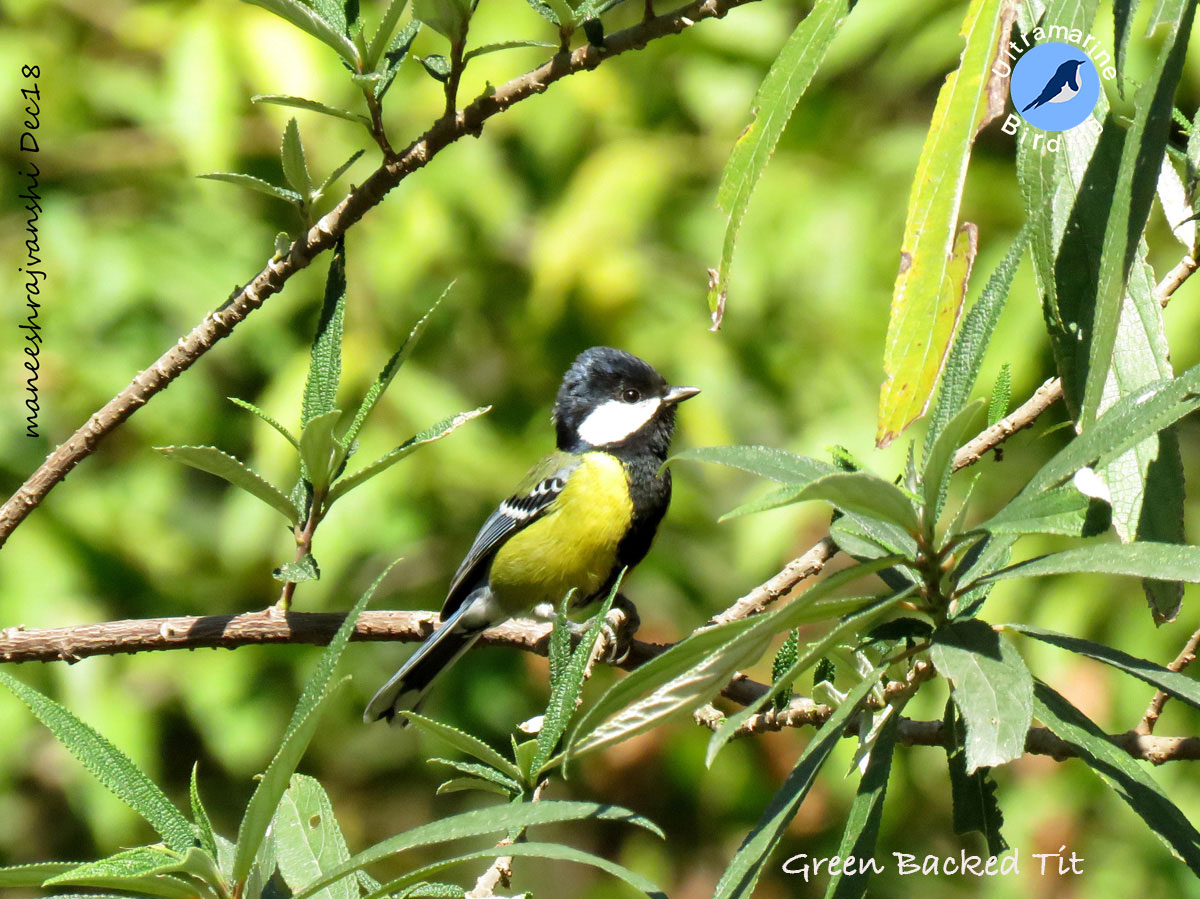 green-backed-Tit