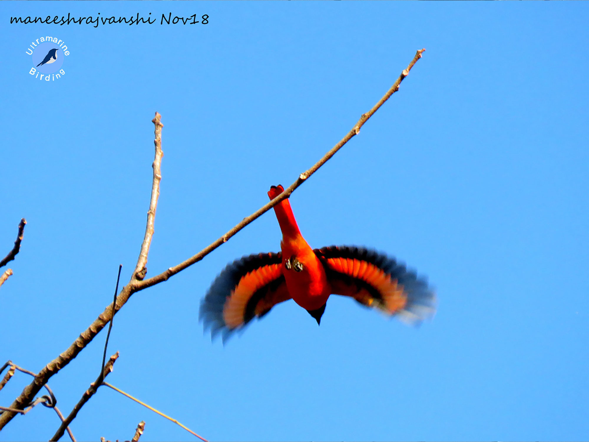 minivet